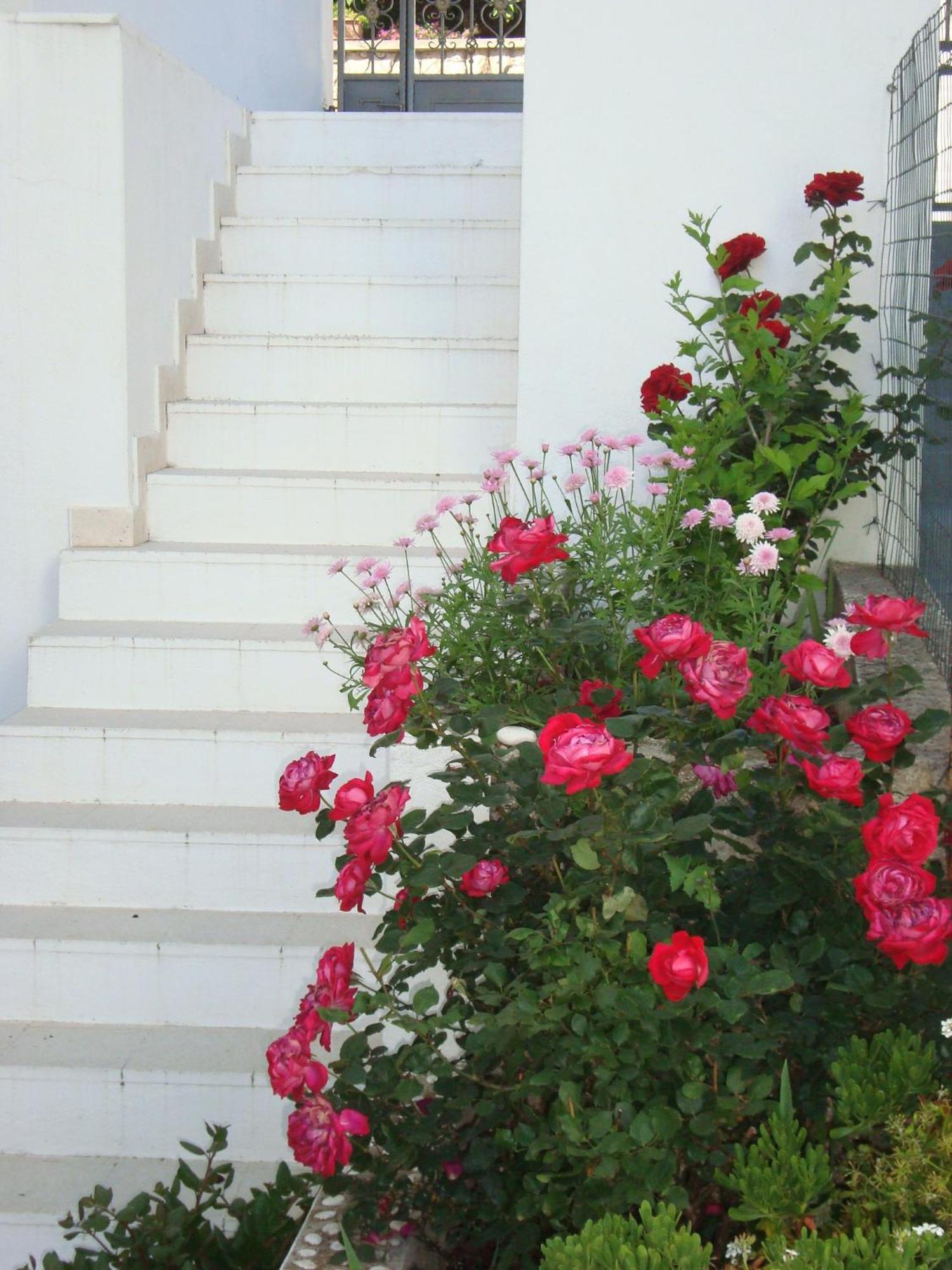 Guesthouse Iva Хвар Екстериор снимка